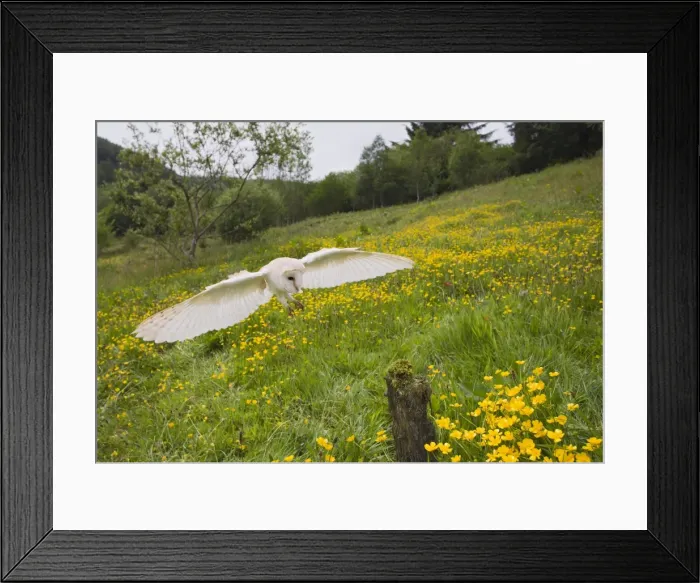 Framed Print : Picture No. 10894399 Framed Print : Picture No. 10894399