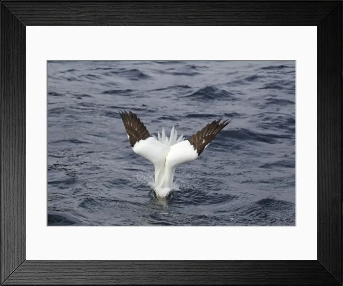 Framed Print : Picture No. 10894425 Framed Print : Picture No. 10894425