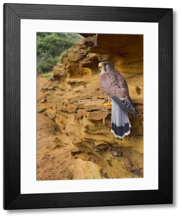 Framed Print : Picture No. 10894392 Framed Print : Picture No. 10894392