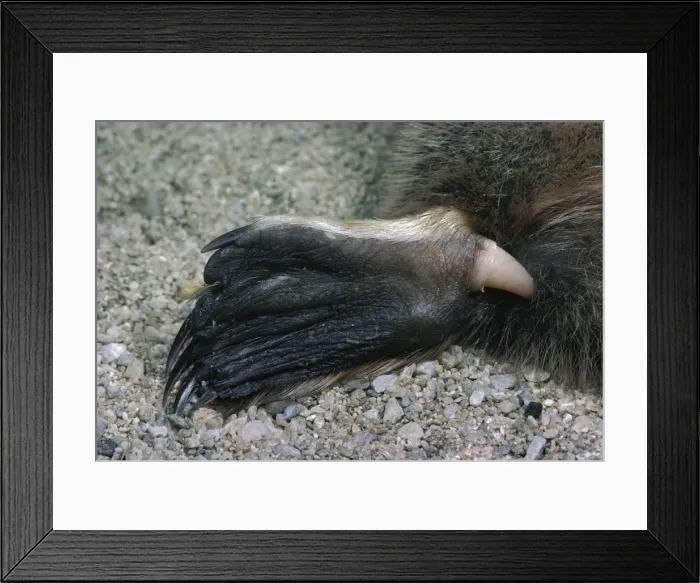 Framed Print : Picture No. 10766169 Framed Print : Picture No. 10766169