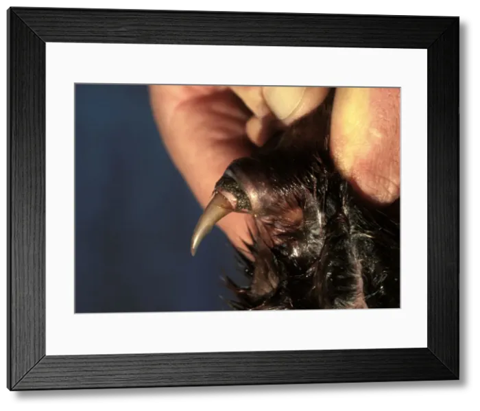 Framed Print : Picture No. 10766168 Framed Print : Picture No. 10766168