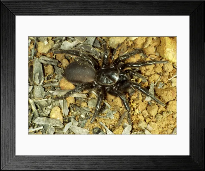 Framed Print : Picture No. 10766265