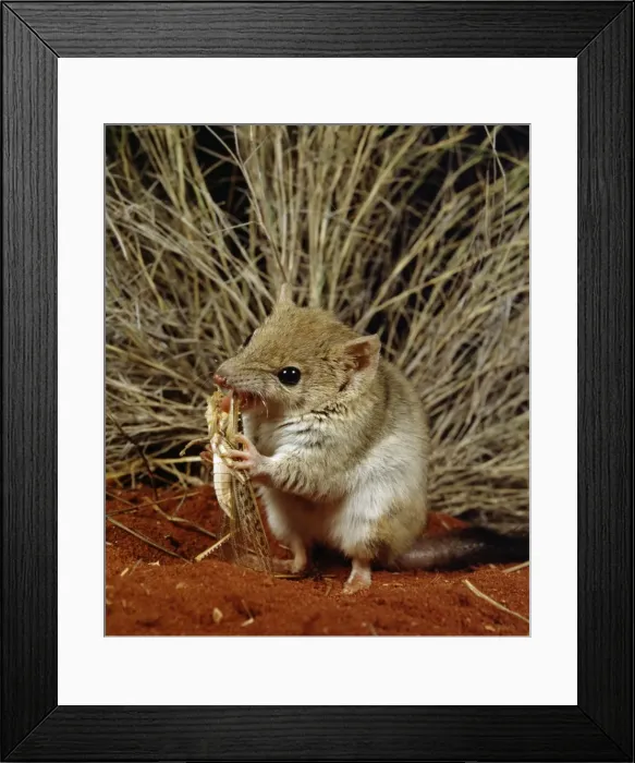 Framed Print : Picture No. 10766259 Framed Print : Picture No. 10766259