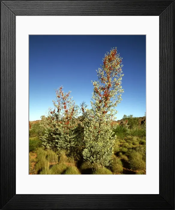 Framed Print : Picture No. 10766159 Framed Print : Picture No. 10766159