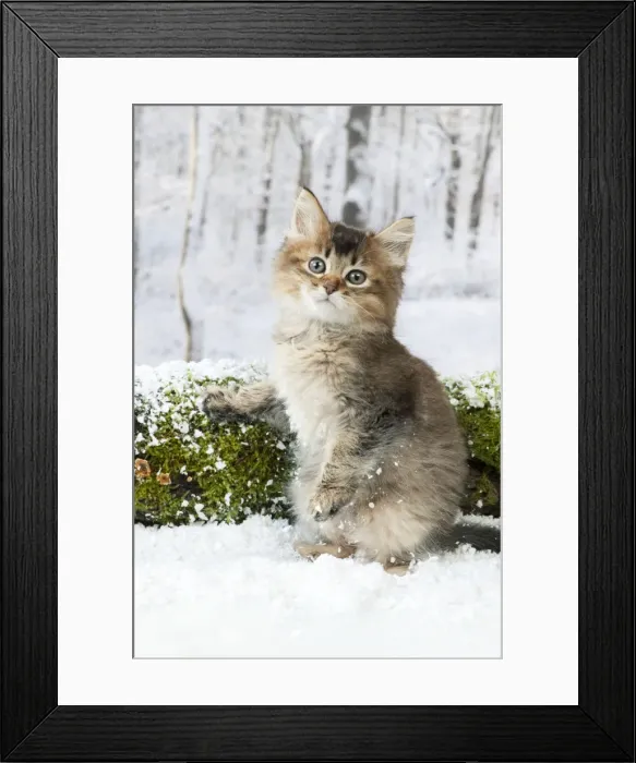 Framed Print : Picture No. 10895326
