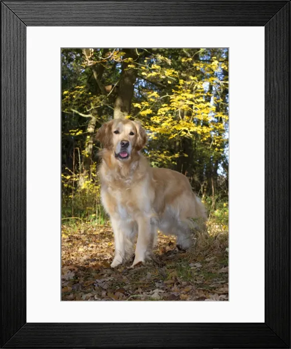 Framed Print : Picture No. 10895316 Framed Print : Picture No. 10895316