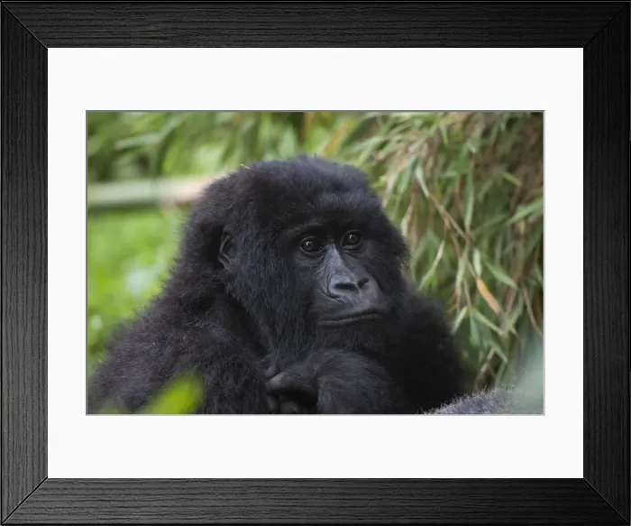 Framed Print : Picture No. 10895852 Framed Print : Picture No. 10895852