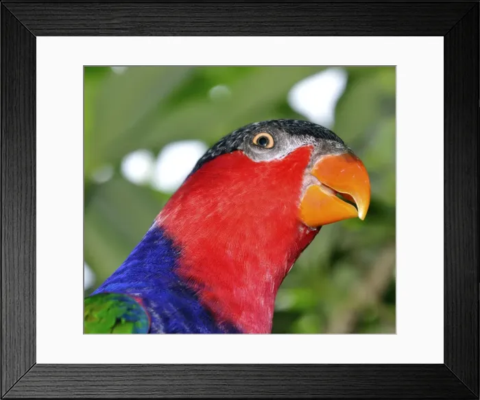 Framed Print : Picture No. 10894918 Framed Print : Picture No. 10894918