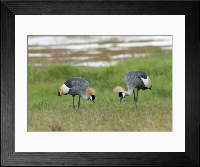 Framed Print : Picture No. 10895683 Framed Print : Picture No. 10895683