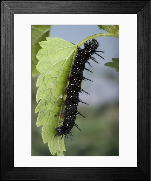 Framed Print : Picture No. 10896042