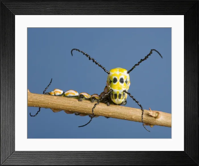 Framed Print : Picture No. 10896040 Framed Print : Picture No. 10896040