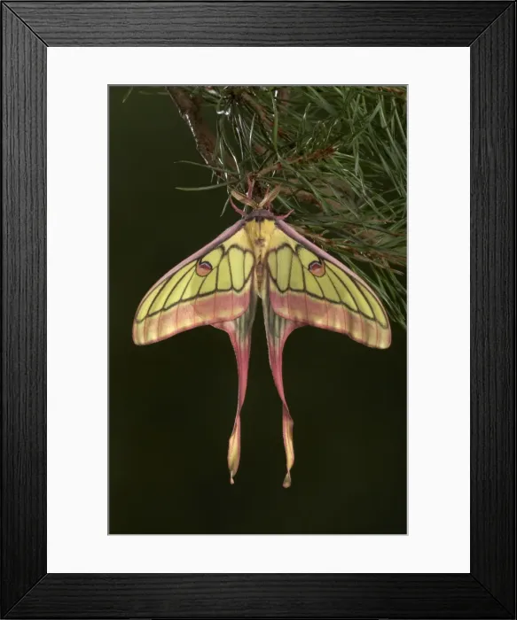 Framed Print : Picture No. 10896057 Framed Print : Picture No. 10896057