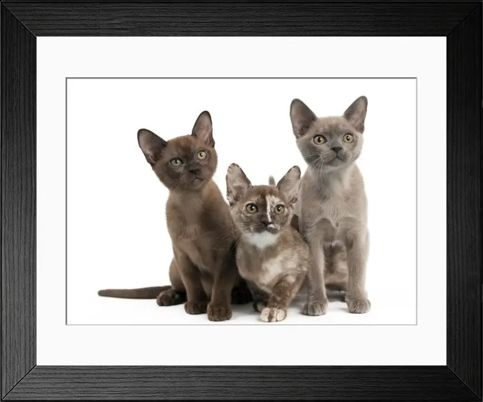 Framed Print : Picture No. 10895365 Framed Print : Picture No. 10895365