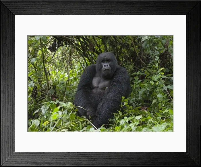 Framed Print : Picture No. 10895876 Framed Print : Picture No. 10895876