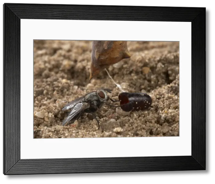 Framed Print : Picture No. 10896046