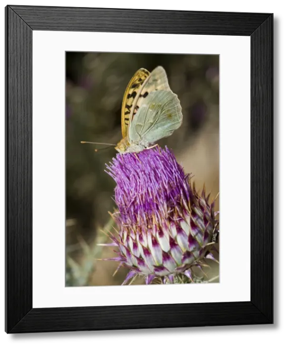 Framed Print : Picture No. 10896041 Framed Print : Picture No. 10896041