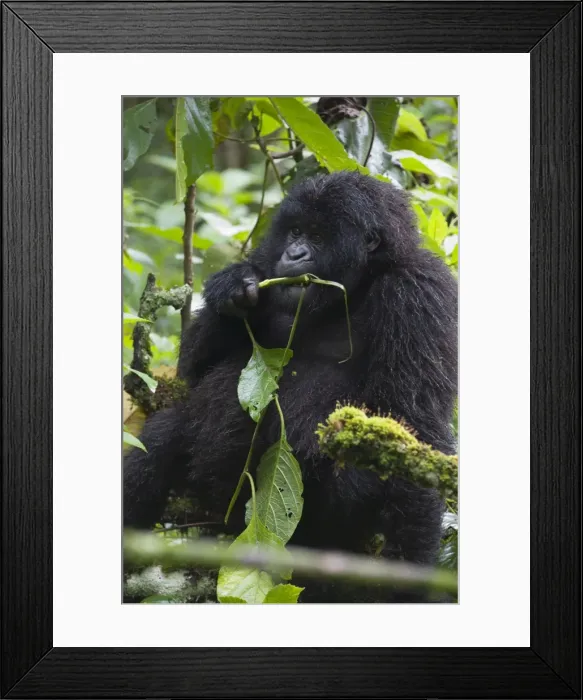 Framed Print : Picture No. 10895868 Framed Print : Picture No. 10895868
