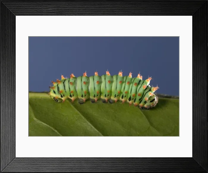 Framed Print : Picture No. 10896024 Framed Print : Picture No. 10896024