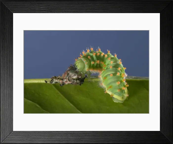 Framed Print : Picture No. 10896029 Framed Print : Picture No. 10896029