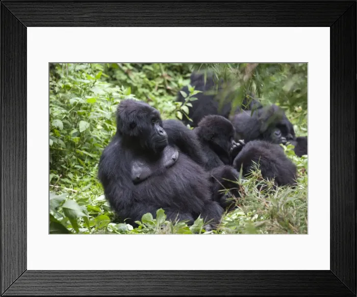Framed Print : Picture No. 10895860 Framed Print : Picture No. 10895860