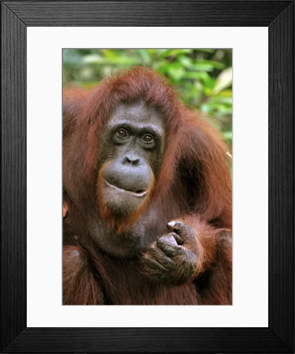 Framed Print : Picture No. 10894888 Framed Print : Picture No. 10894888
