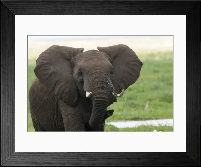 Framed Print : Picture No. 10895685 Framed Print : Picture No. 10895685