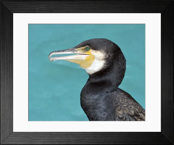 Framed Print : Picture No. 10894905 Framed Print : Picture No. 10894905