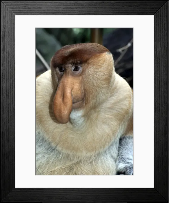 Framed Print : Picture No. 10894878 Framed Print : Picture No. 10894878