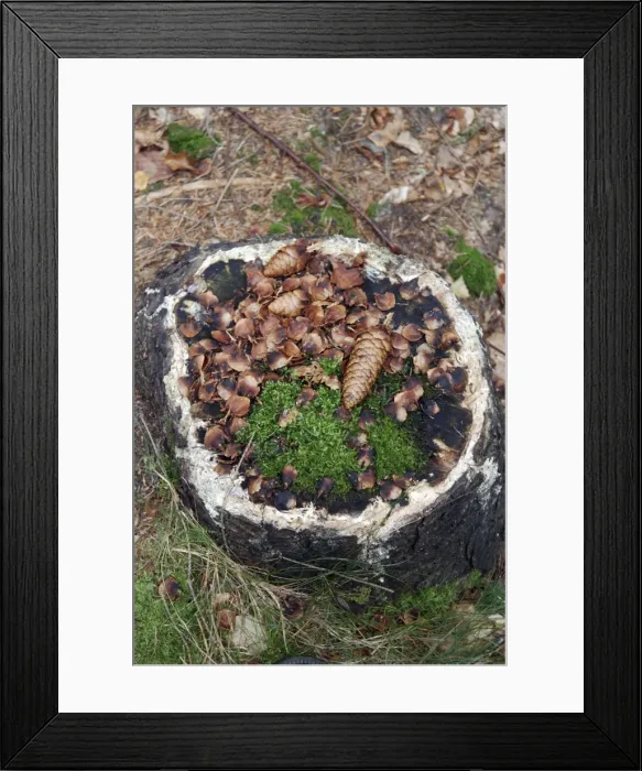 Framed Print : Picture No. 10894892 Framed Print : Picture No. 10894892