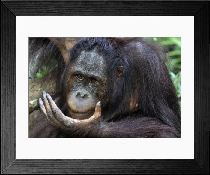 Framed Print : Picture No. 10894889 Framed Print : Picture No. 10894889