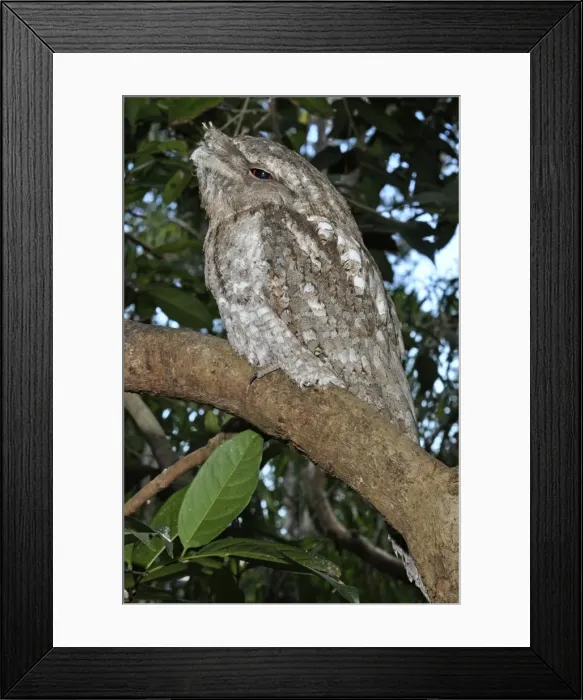 Framed Print : Picture No. 10894924 Framed Print : Picture No. 10894924