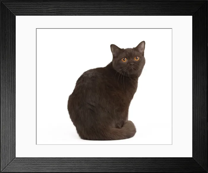 Framed Print : Picture No. 10895347 Framed Print : Picture No. 10895347