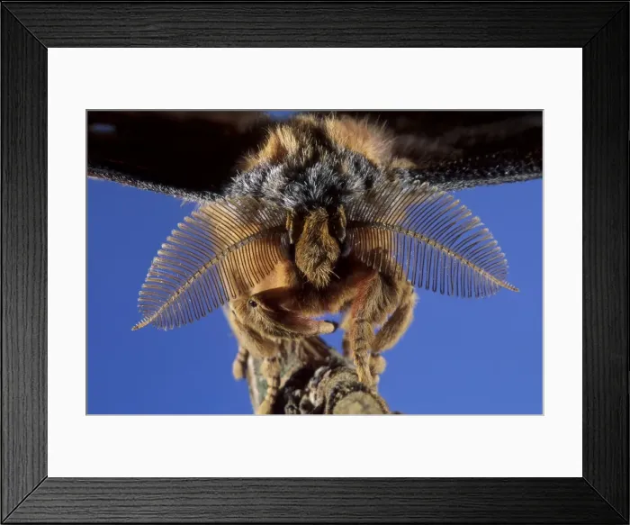 Framed Print : Picture No. 10896000 Framed Print : Picture No. 10896000
