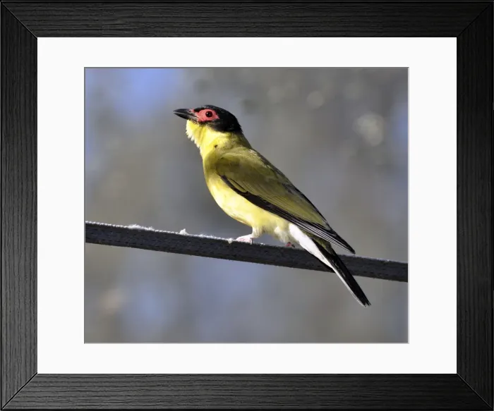 Framed Print : Picture No. 10894910 Framed Print : Picture No. 10894910