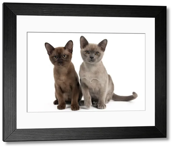 Framed Print : Picture No. 10895364 Framed Print : Picture No. 10895364