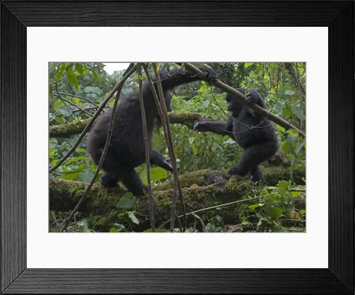 Framed Print : Picture No. 10895883 Framed Print : Picture No. 10895883