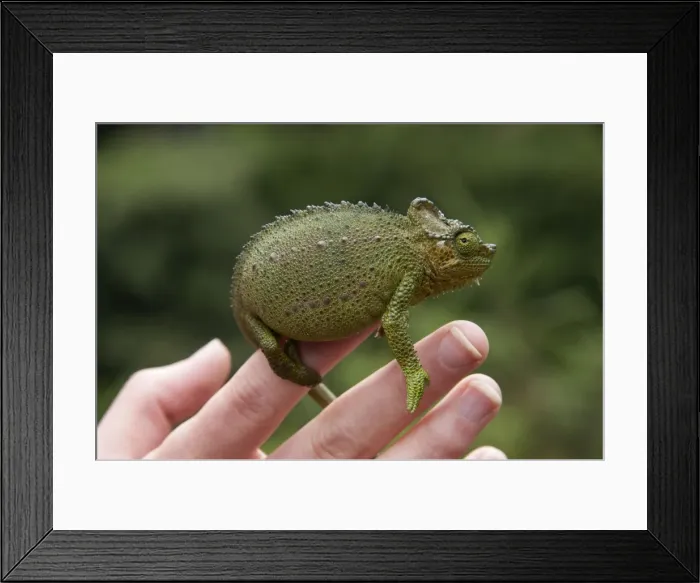 Framed Print : Picture No. 10895643