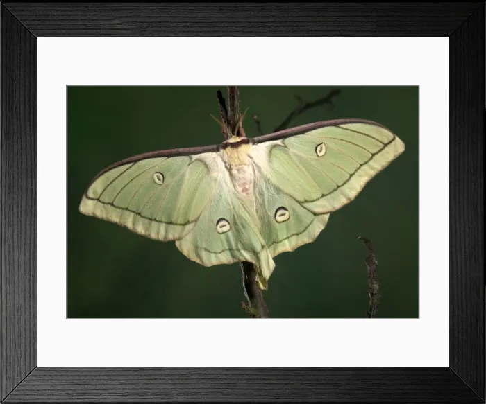 Framed Print : Picture No. 10896082 Framed Print : Picture No. 10896082