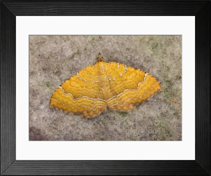 Framed Print : Picture No. 10895980 Framed Print : Picture No. 10895980