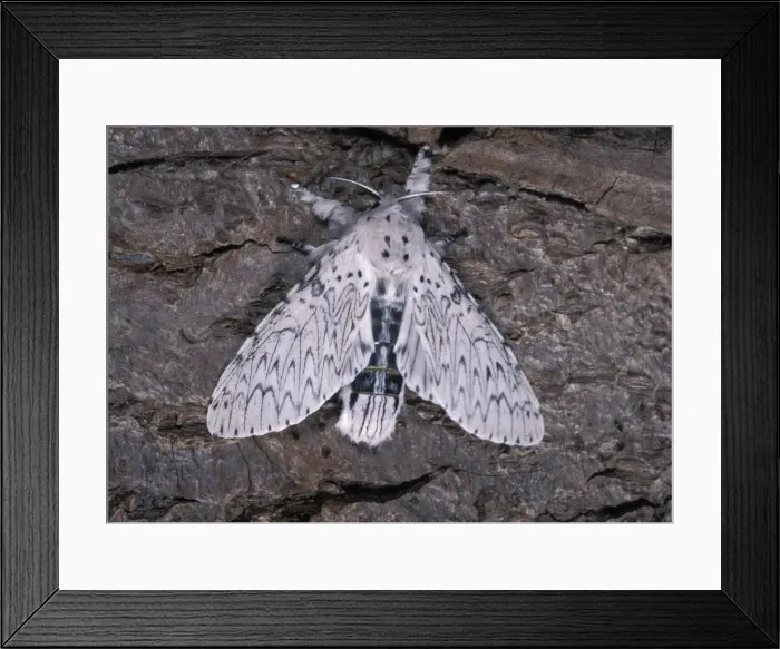 Framed Print : Picture No. 10895988 Framed Print : Picture No. 10895988