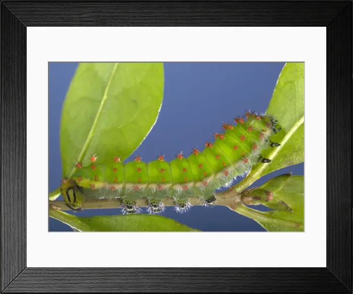 Framed Print : Picture No. 10896018 Framed Print : Picture No. 10896018