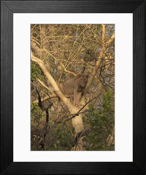 Framed Print : Picture No. 10895654
