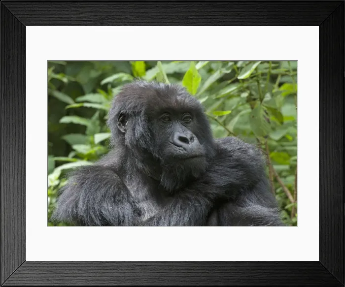 Framed Print : Picture No. 10895846 Framed Print : Picture No. 10895846