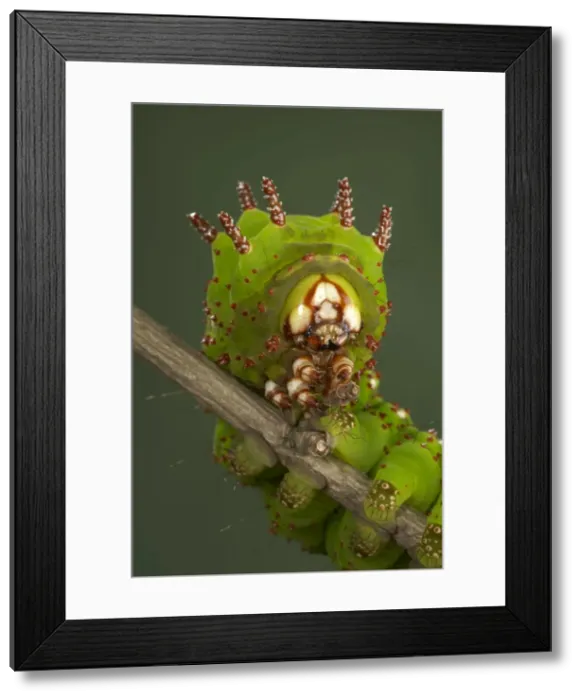 Framed Print : Picture No. 10896079 Framed Print : Picture No. 10896079