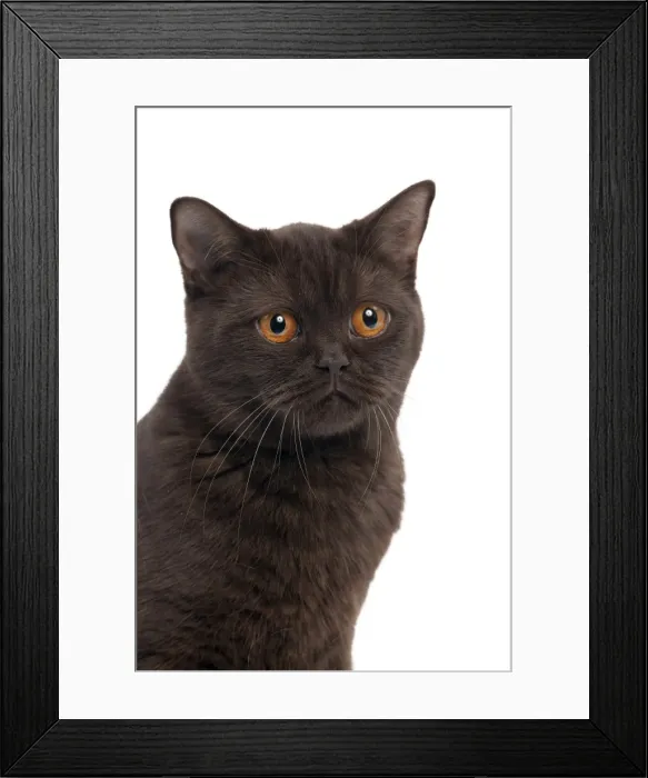 Framed Print : Picture No. 10895346 Framed Print : Picture No. 10895346