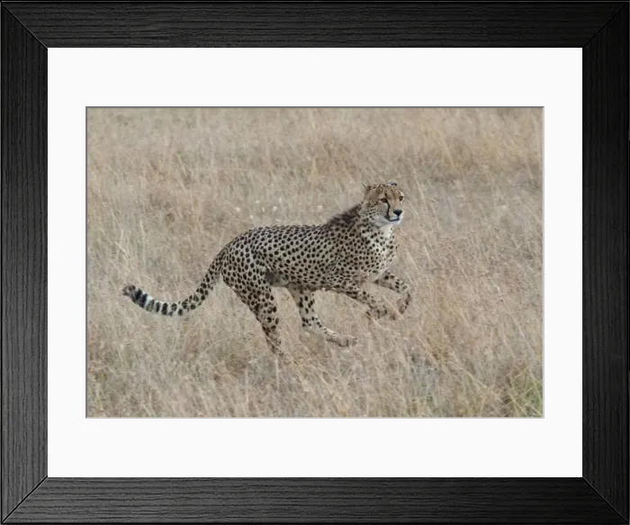 Framed Print : Picture No. 10895651 Framed Print : Picture No. 10895651
