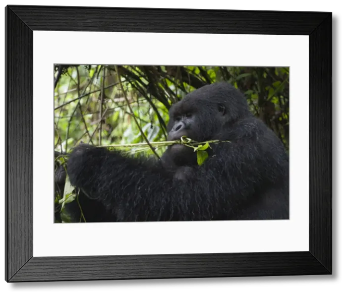 Framed Print : Picture No. 10895877 Framed Print : Picture No. 10895877