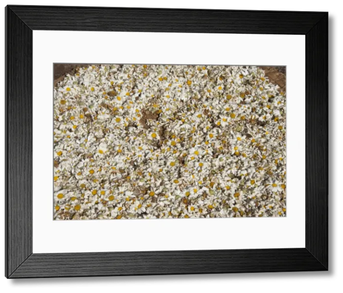 Framed Print : Picture No. 10895865 Framed Print : Picture No. 10895865