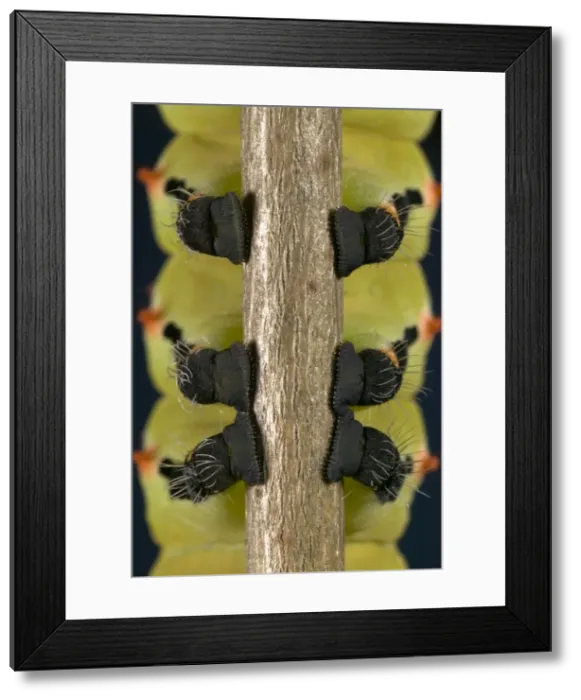 Framed Print : Picture No. 10896011 Framed Print : Picture No. 10896011