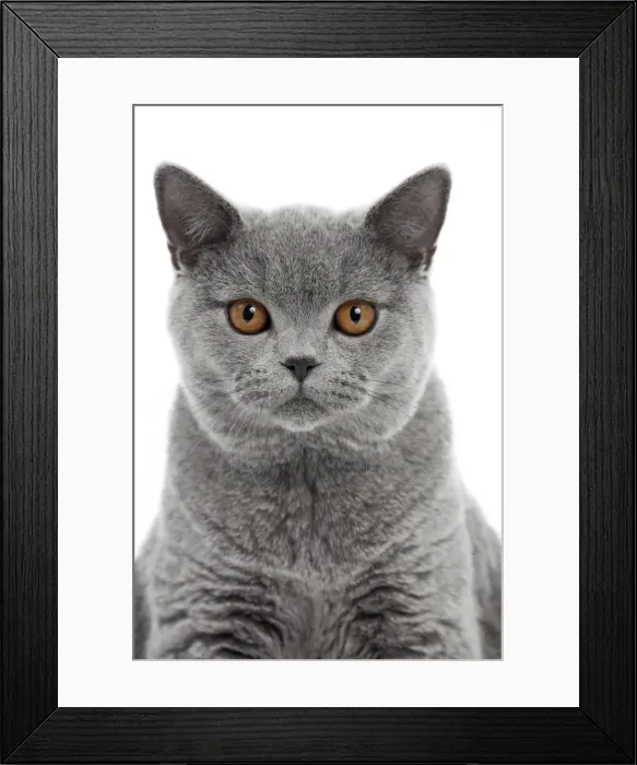 Framed Print : Picture No. 10895348 Framed Print : Picture No. 10895348
